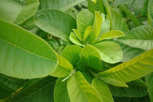 GUAVA LEAF